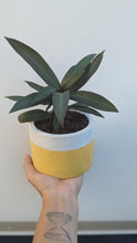 Load image into Gallery viewer, Boatlily Plant in 4" Pot