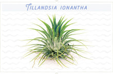 Load image into Gallery viewer, Small Blue Air Plant Pot with Air Plant