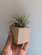 Load image into Gallery viewer, A small air plant sits in a cute, wooden, hand painted cube used as a mini planter. It is held in a hand to show how small it is, 2 inches x 2 inches cube.
