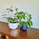 Cargar imagen en el visor de la galería, Wooden Triple Hoop Trellis - Endless Loop - Circle Trellis- Available in 2 Sizes