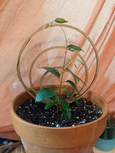 Cargar imagen en el visor de la galería, Wooden Triple Hoop Trellis - Endless Loop - Circle Trellis- Available in 2 Sizes