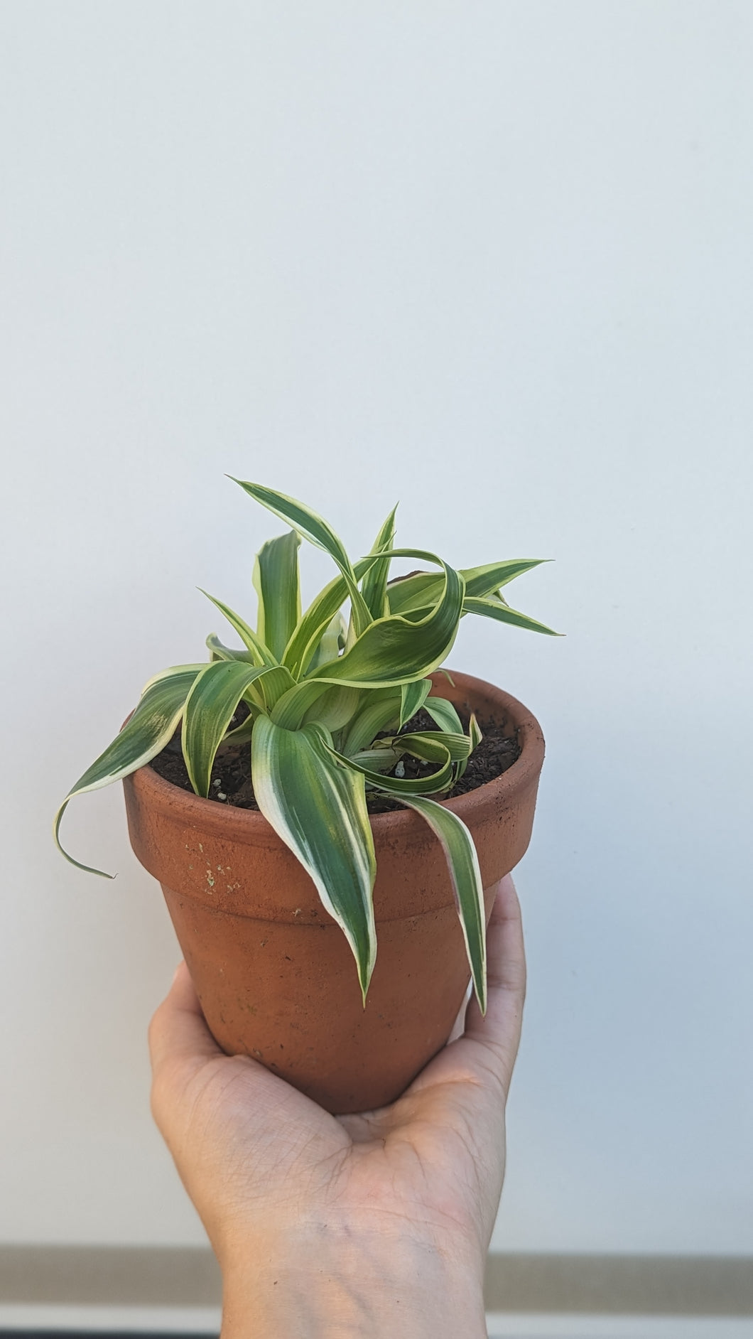 Curly Spider Plant with Variegated Leaves - Cute Houseplant- Pet Friendly Plant