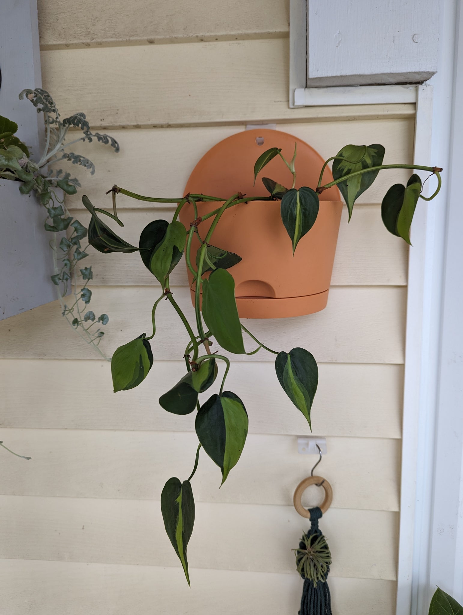 plants with leaves that hang Wall Hanging Planter with Heartleaf Philodendron Plant – White Whale Plants & Decor