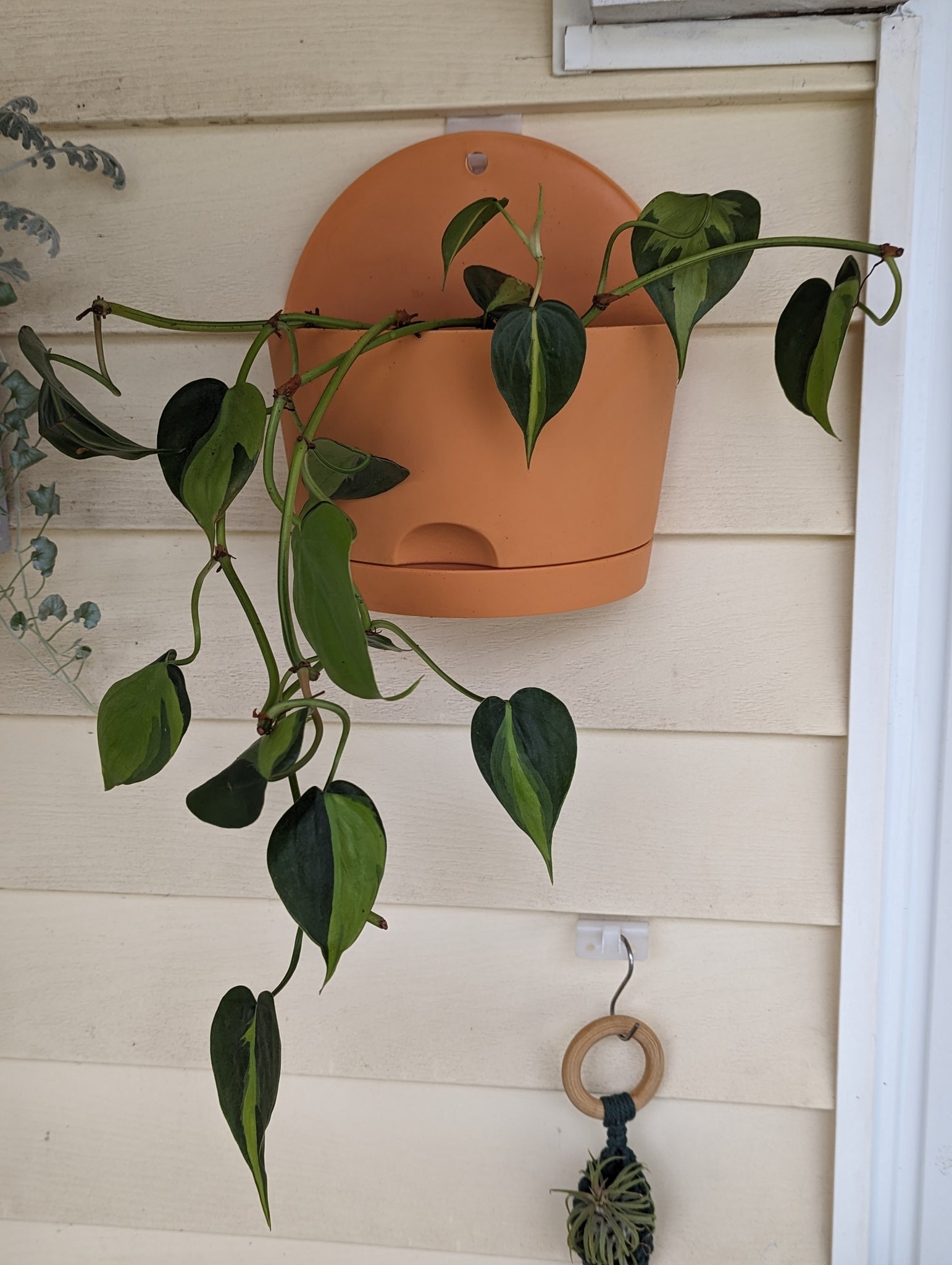 philodendron in hanging basket Wall Hanging Planter with Heartleaf Philodendron Plant – White Whale Plants & Decor