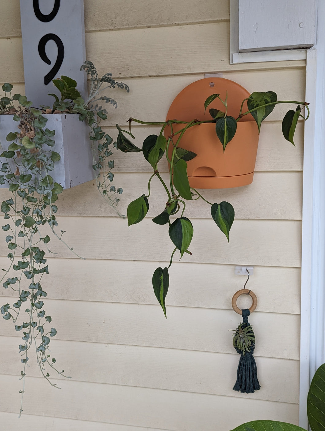 Wall Hanging Planter with Heartleaf Philodendron Plant