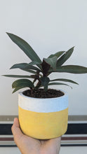 Cargar imagen en el visor de la galería, Boatlily Plant in 4&quot; Pot
