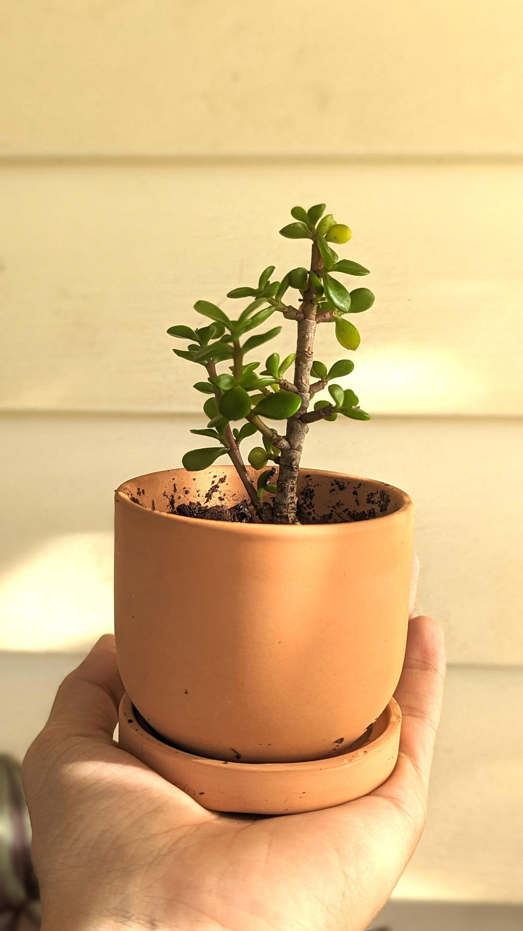 Spekboom Succulent Plant in Tiny Terra Cotta Pot -Pet Friendly Plant