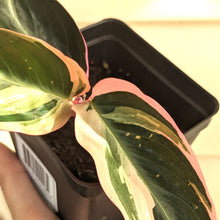 Load image into Gallery viewer, Tricolor Prayer Plant - Stromanthe Tropical Houseplant Starters with Pink and Green Variegation
