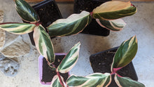 Load image into Gallery viewer, Tricolor Prayer Plant - Stromanthe Tropical Houseplant Starters with Pink and Green Variegation
