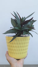 Cargar imagen en el visor de la galería, Boat Lily/Moses in the Cradle Plant in Yellow Plastic 6 inch Pot
