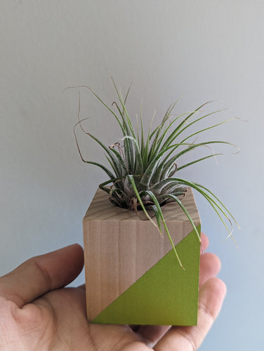 A small air plant sits in a mini planter that is made from a 2 inch wood cube and painted with bright green triangle across the front of cube 