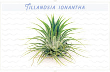 Load image into Gallery viewer, Small Blue Air Plant Pot with Air Plant
