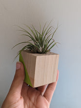 Load image into Gallery viewer, A small air plant sits in a cute, wooden, hand painted cube used as a mini planter. It is held in a hand to show how small it is, 2 inches x 2 inches cube.
