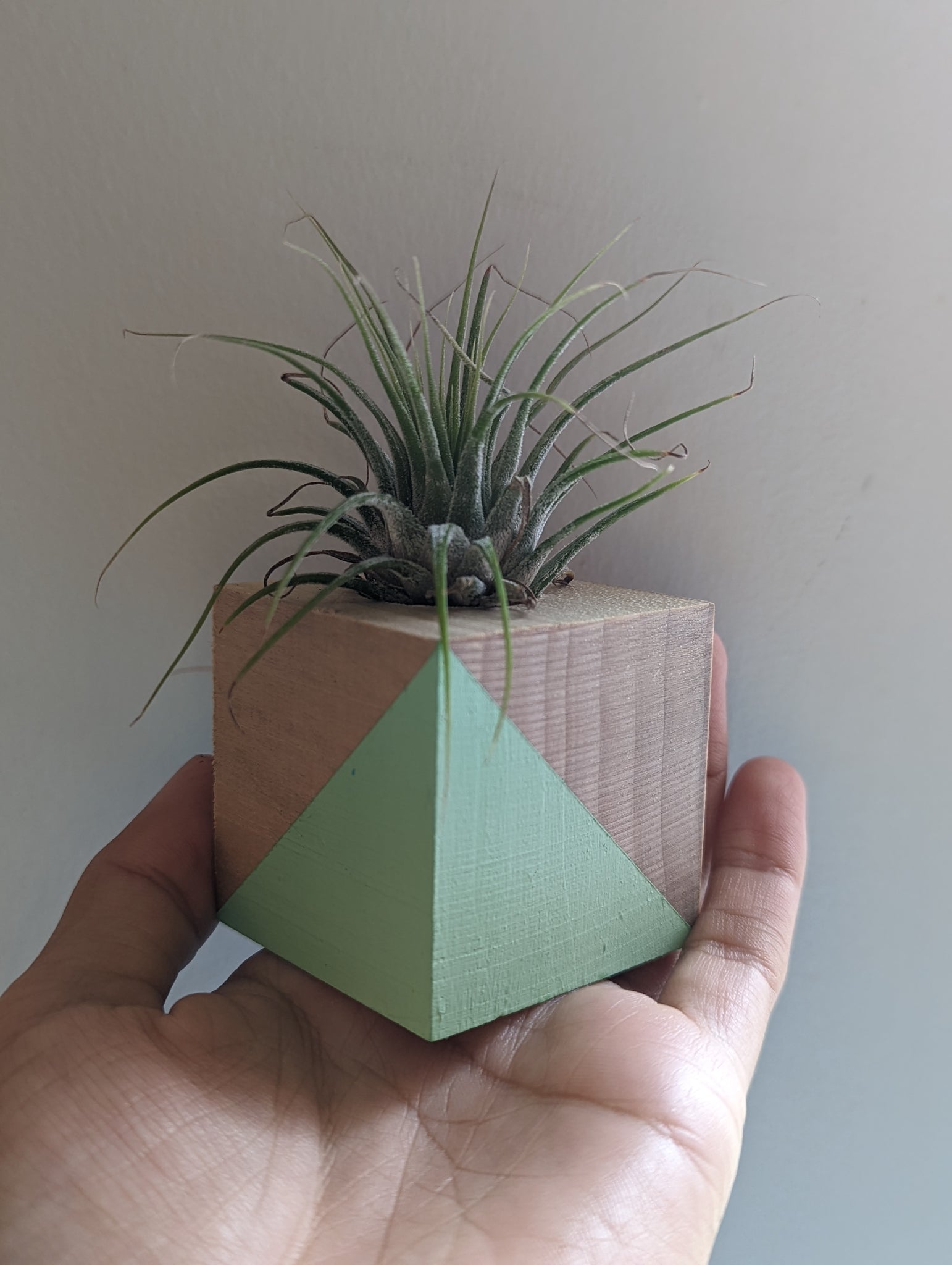 modern air plant holder Air Plant Holder Cube- Modern- Color Block Available in 2 Colors – White Whale Plants & Decor