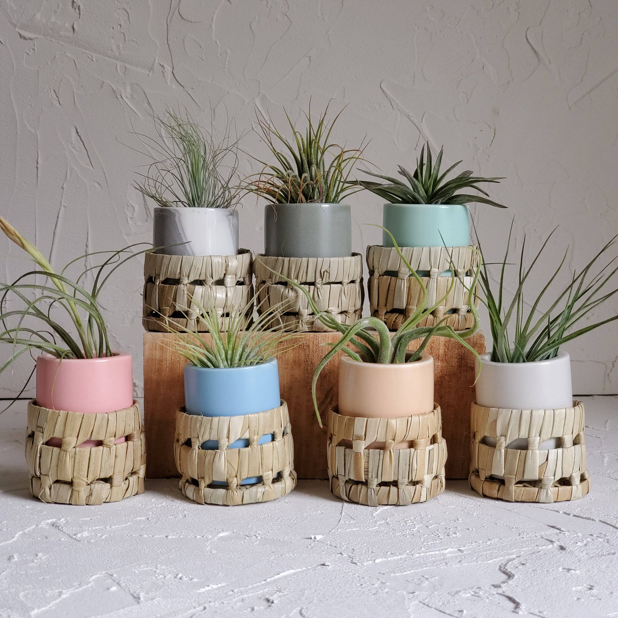 air plant bowl Small Blue Air Plant Pot with Air Plant – White Whale Plants & Decor