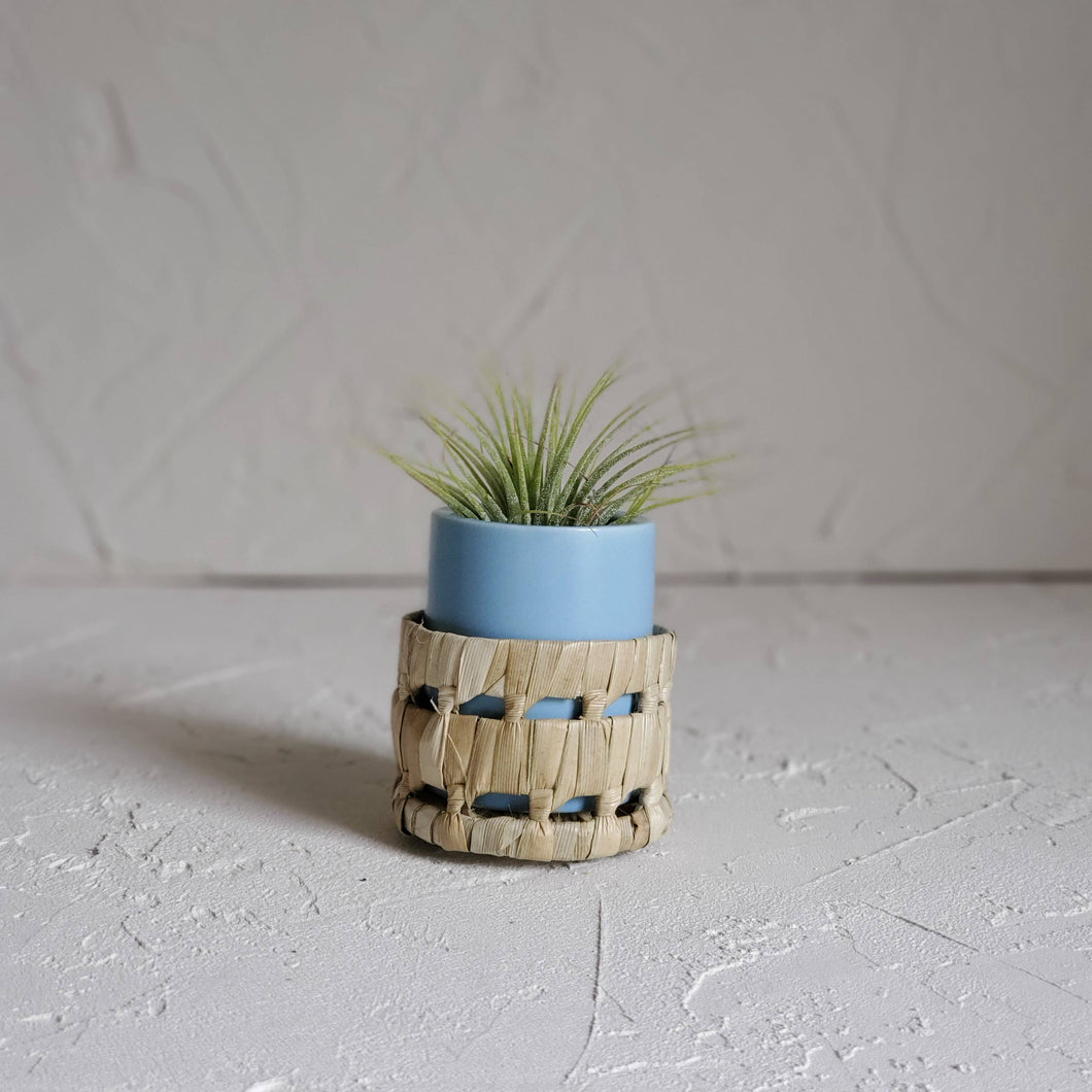Small Blue Air Plant Pot with Air Plant