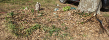 Cargar imagen en el visor de la galería, Before clean up of  garden, leaves cover plants sprouting up.
