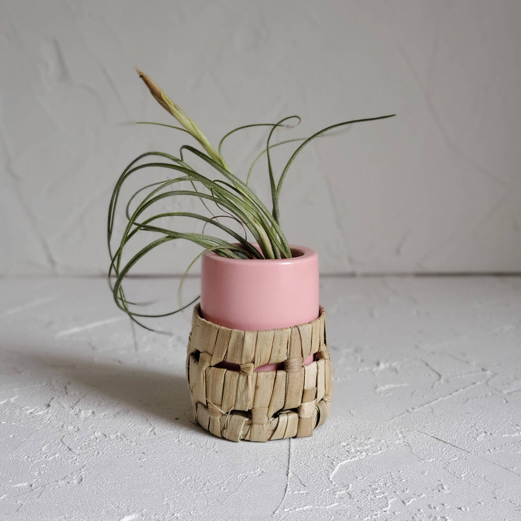 Small Pink Ceramic Air Plant Pot with Air Plant