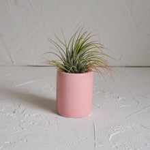 Cargar imagen en el visor de la galería, Small Pink Ceramic Air Plant Pot with Air Plant
