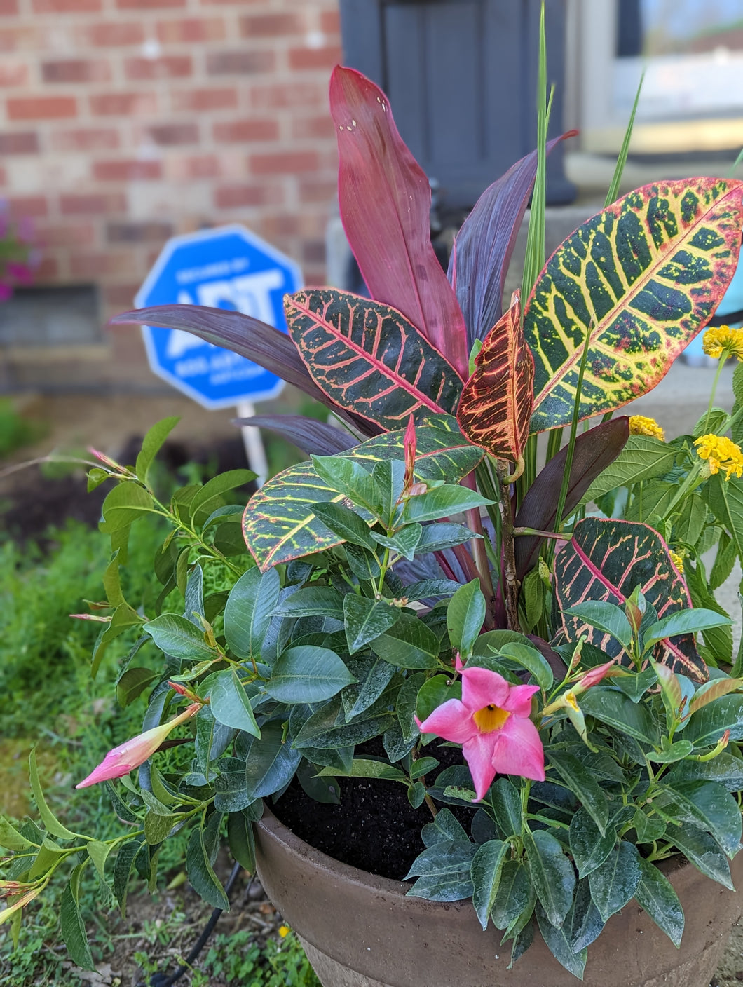 Planter Arrangement