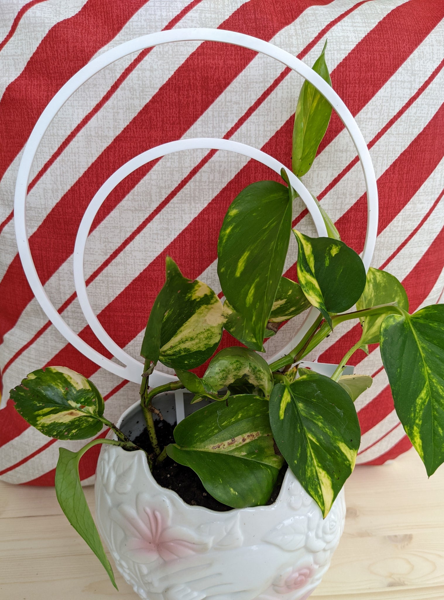 hoop trellis for potted plants White Acrylic Hoop Trellis - Circle - Endless Loop