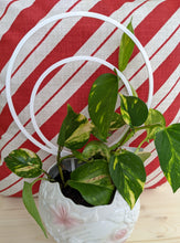Load image into Gallery viewer, Medium sized, 7.5 inch outer hoop, double hoop trellis shown with small Pothos plant in 4 inch pot
